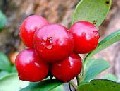 Lingon Berry