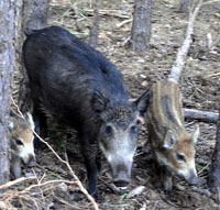 Wildschwein