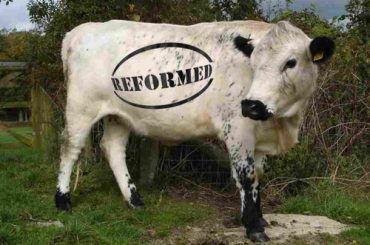 CAP Reform Cow