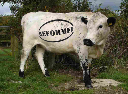 CAP Reform Cow