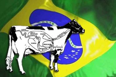 Cow and Brazil flag