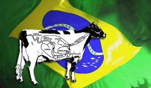 Cow and Brazil flag