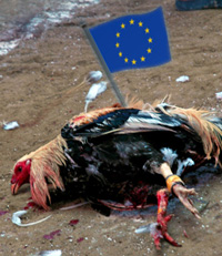 Dead chicken with an EU flag