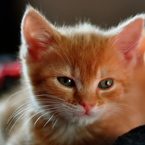 Kitten - CC/Flickr