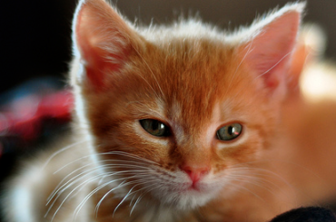 Kitten - CC/Flickr