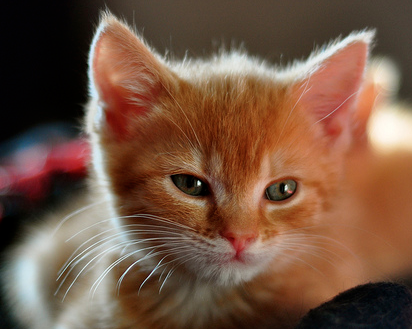 Kitten - CC/Flickr