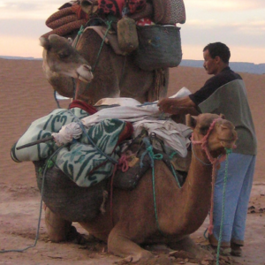 Camels - CC / Flickr