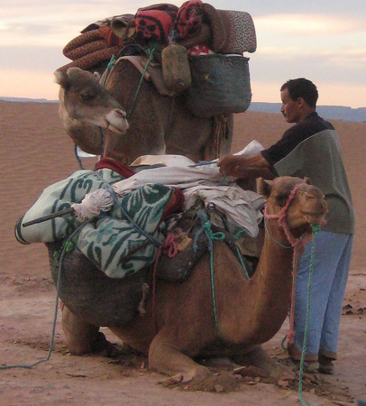 Camels - CC / Flickr