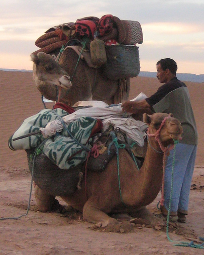 Camels - CC / Flickr